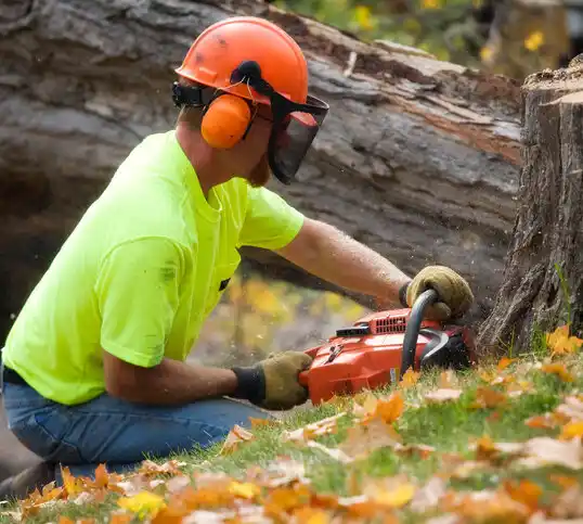 tree services Brookfield